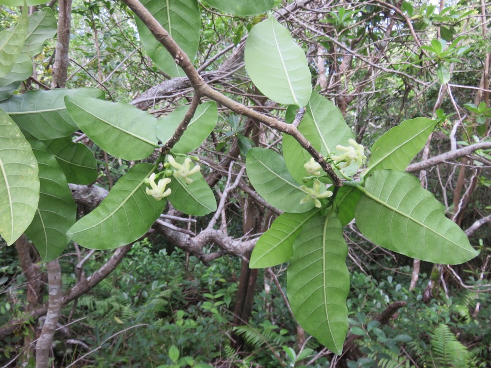 38. FLEURS de Tabernaemontana mauritiana - Bois de lait - Apocynaceae - Endémique La Réunion et Maurice.jpeg