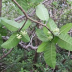 38. FLEURS de Tabernaemontana mauritiana - Bois de lait - Apocynaceae - Endémique La Réunion et Maurice.jpeg