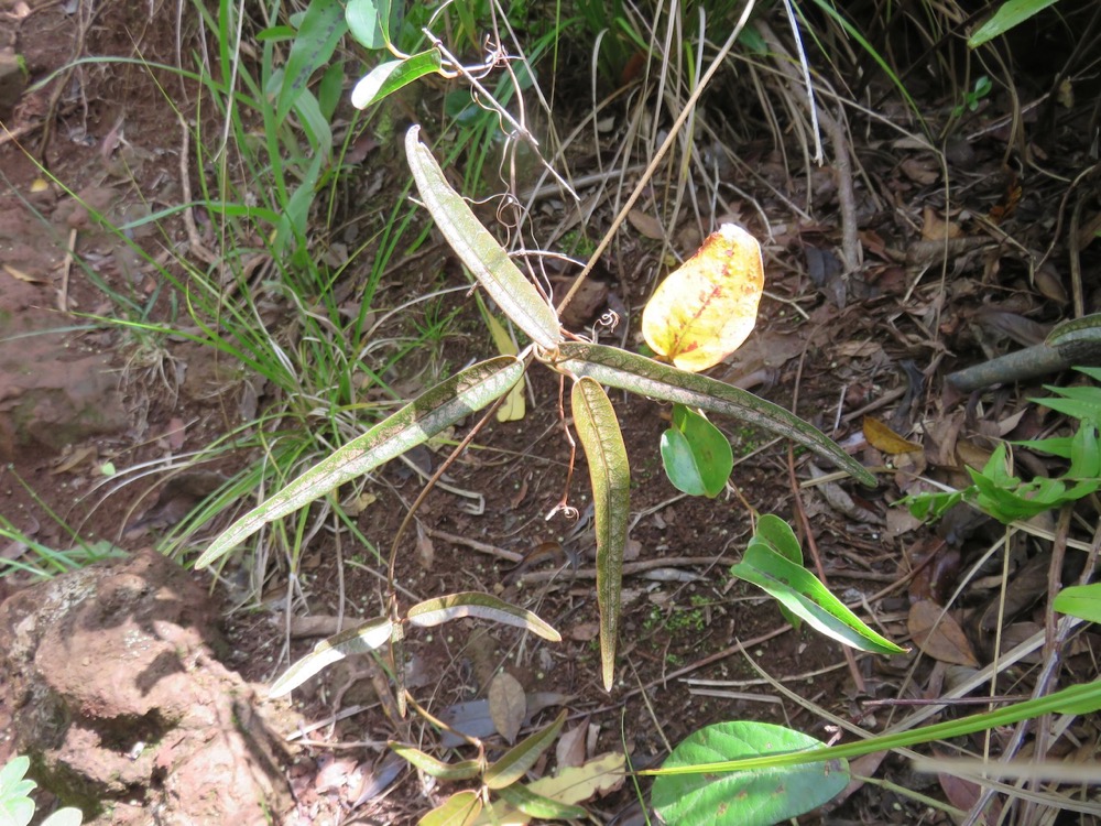 40. ??? Feuilles juvéniles de Secamone dilapidens - F. Friedmann - Liane de lait - Apocynaceae - Endémique La Réunion et Maurice.jpeg