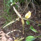 40. ??? Feuilles juvéniles de Secamone dilapidens - F. Friedmann - Liane de lait - Apocynaceae - Endémique La Réunion et Maurice.jpeg