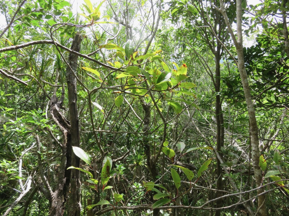 42. Apodytes dimidiata - Bois de peau gris - Icacinacée- M.jpeg