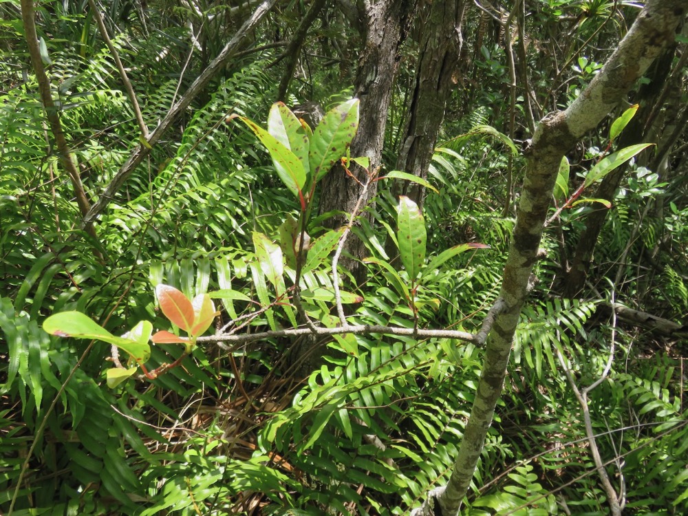 43. Apodytes dimidiata - Bois de peau gris - Icacinacée- M.jpeg