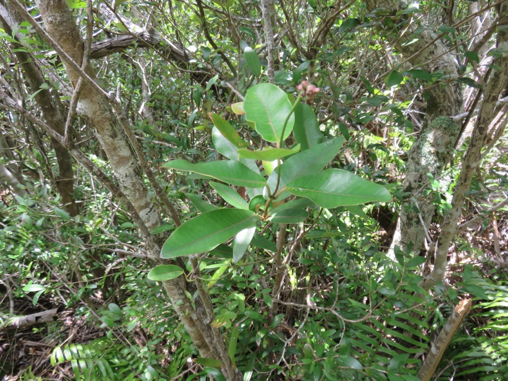 44. Secamone dilapidens - F. Friedmann - Liane de lait - Apocynaceae - Endémique La Réunion et Maurice.jpeg