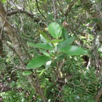 44. Secamone dilapidens - F. Friedmann - Liane de lait - Apocynaceae - Endémique La Réunion et Maurice.jpeg