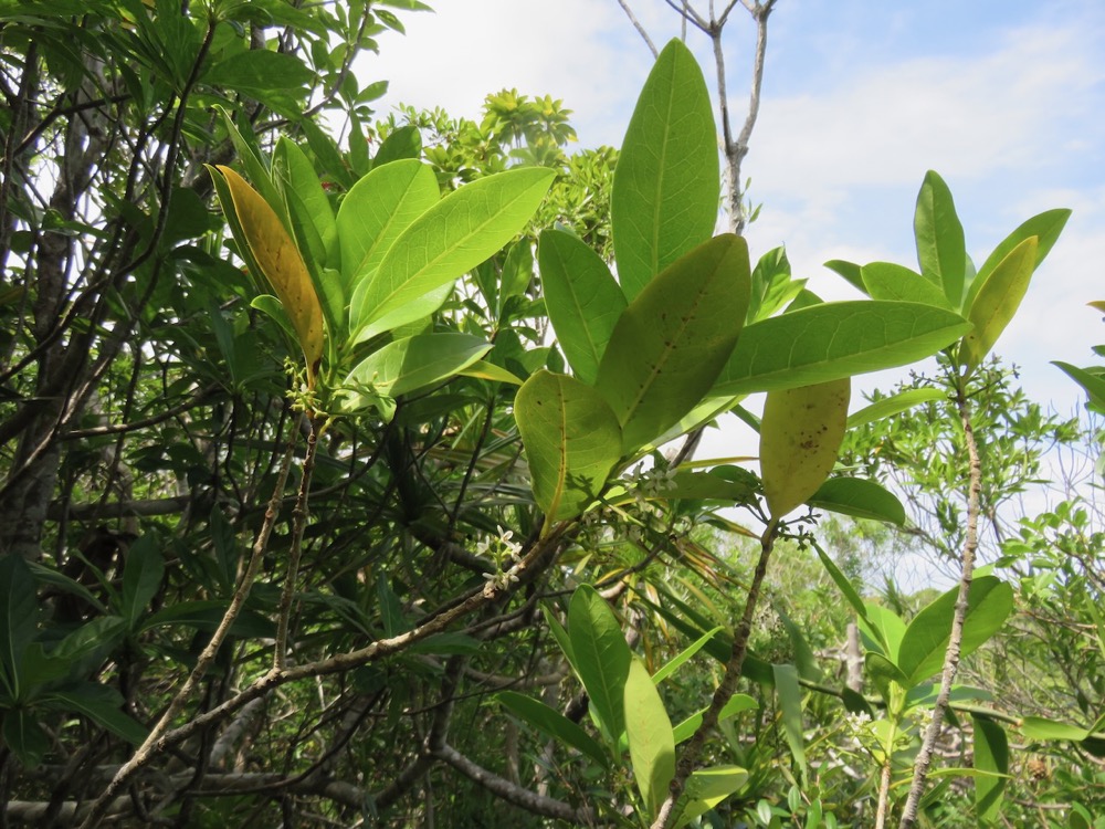 47. Fleurs  - Noronhia broomeana <= Chionanthus broomeana - Bois de cœur bleu ; Cœur bleu ; Bois bleu - Oleaceae.jpeg