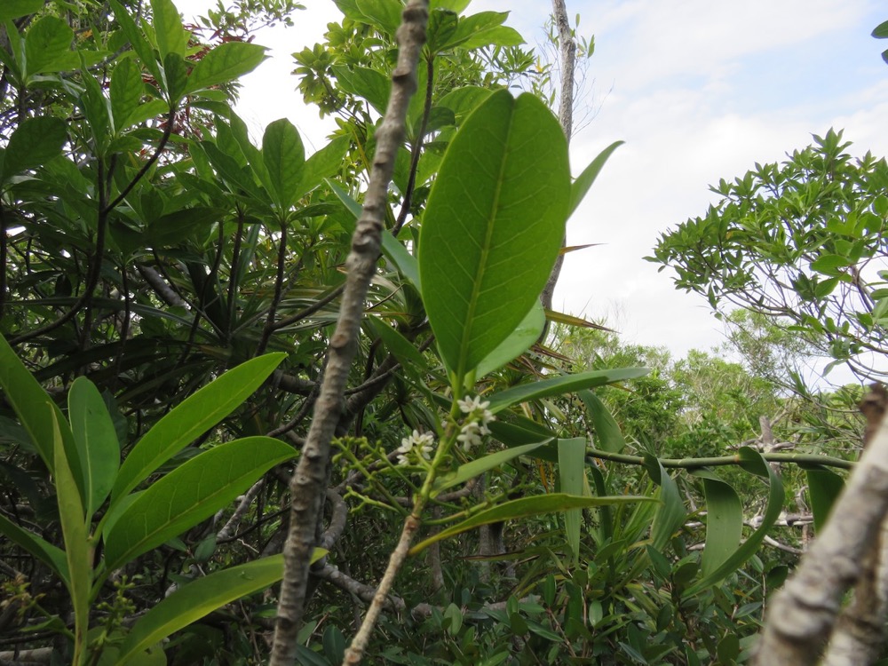 48. Noronhia broomeana <= Chionanthus broomeana - Bois de cœur bleu ; Cœur bleu ; Bois bleu - Oleaceae.jpeg