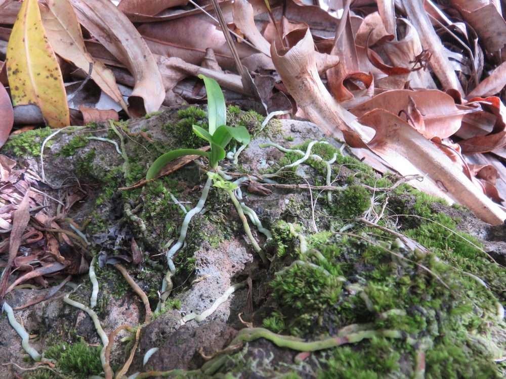 49. Angraecum patens Orchidaceae E ndémique La Réunion 7717.jpeg.jpeg