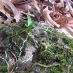 49. Angraecum patens Orchidaceae E ndémique La Réunion 7717.jpeg.jpeg