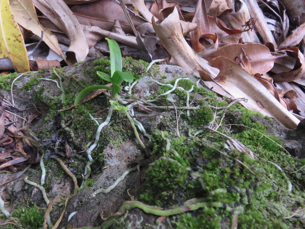 50. Angraecum patens Orchidaceae E ndémique La Réunion 7717.jpeg.jpeg