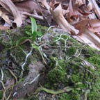 50. Angraecum patens Orchidaceae E ndémique La Réunion 7717.jpeg.jpeg