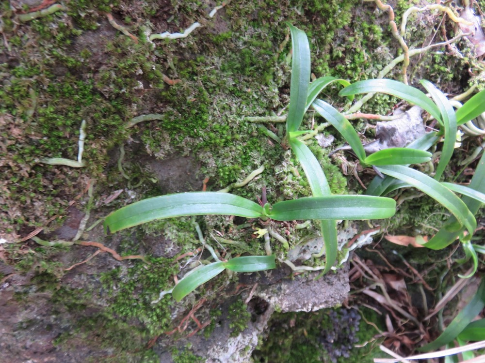 51. Angraecum patens Orchidaceae E ndémique La Réunion 7717.jpeg.jpeg