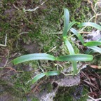 51. Angraecum patens Orchidaceae E ndémique La Réunion 7717.jpeg.jpeg