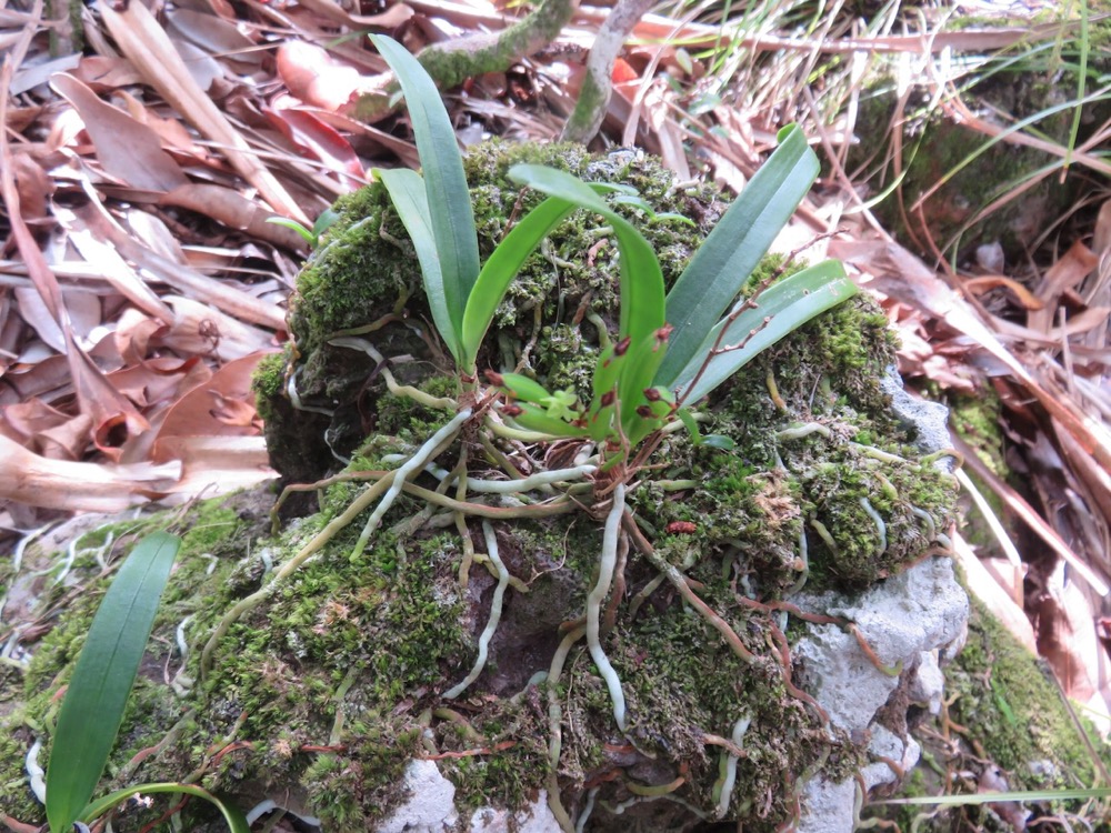 52. Angraecum patens Orchidaceae E ndémique La Réunion 7717.jpeg.jpeg