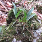 52. Angraecum patens Orchidaceae E ndémique La Réunion 7717.jpeg.jpeg