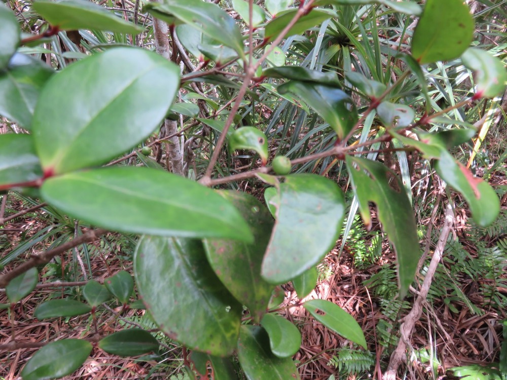 60. Fruit de Memecylon confusum - Bois de balai  ou bois de cerise marron - Memecylacée - E.jpeg