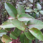 62. Eugenia mespiloides Lam. - Bois de nèfles à grandes feuilles - Myrtaceae - B, M?   Réunion,Maurice?.jpeg