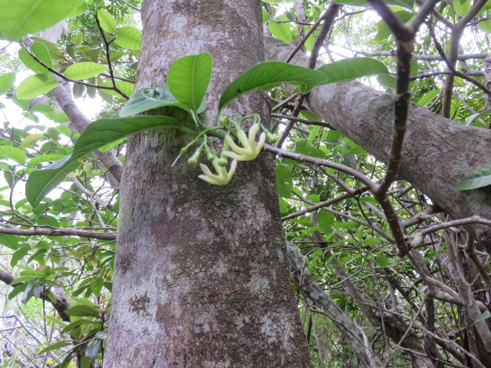 66. FLEURS de Tabernaemontana mauritiana - Bois de lait - Apocynaceae - Endémique La Réunion et Maurice.jpeg