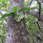 66. FLEURS de Tabernaemontana mauritiana - Bois de lait - Apocynaceae - Endémique La Réunion et Maurice.jpeg