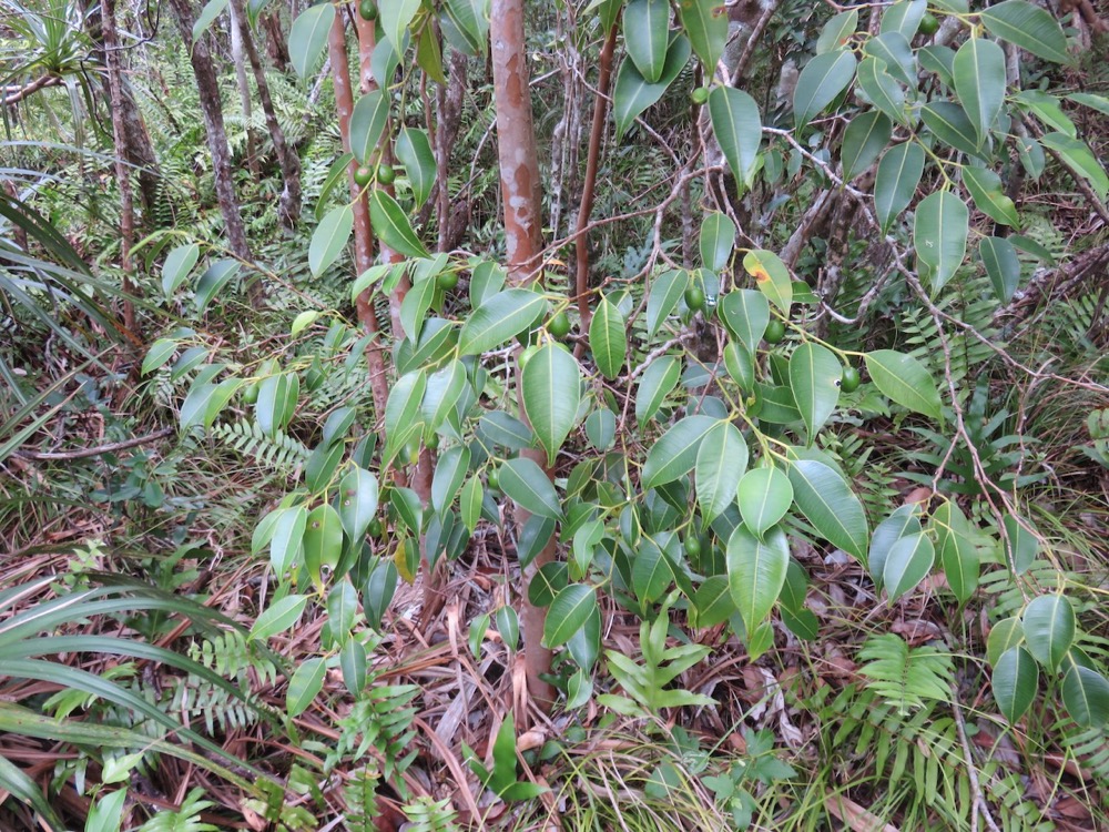 68. On peut apercevoir des fruits de Maillardia borbonica - Bois de sagaie ou  Bois de maman - MORAC.  endémique.jpeg