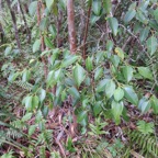 68. On peut apercevoir des fruits de Maillardia borbonica - Bois de sagaie ou  Bois de maman - MORAC.  endémique.jpeg