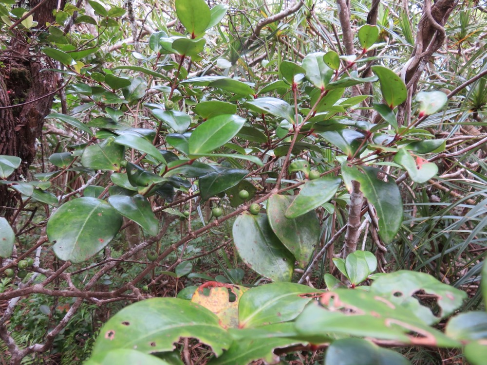 69. Fruits de Memecylon confusum - Bois de balai  ou bois de cerise marron - Memecylacée - E.jpeg