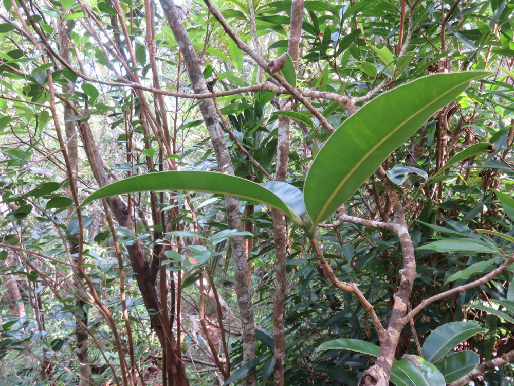 70. Feuilles de Calophyllum takamahaca - Takamaka - Clusiacée.jpeg