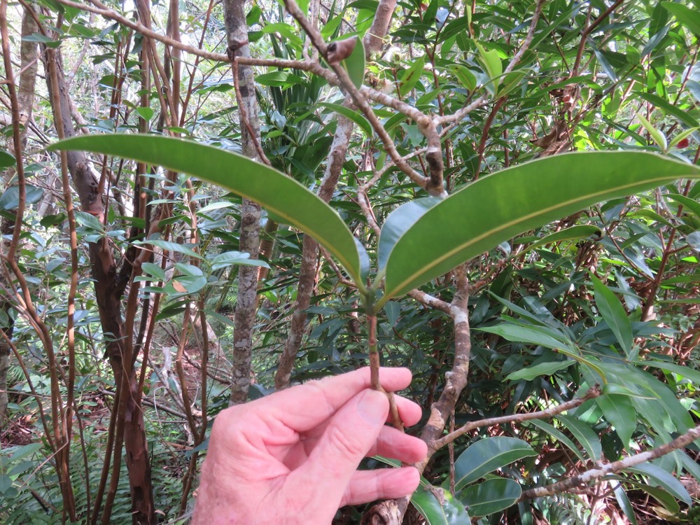 71. Feuilles de Calophyllum takamahaca - Takamaka - Clusiacée.jpeg