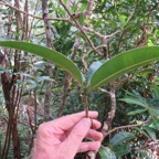 71. Feuilles de Calophyllum takamahaca - Takamaka - Clusiacée.jpeg