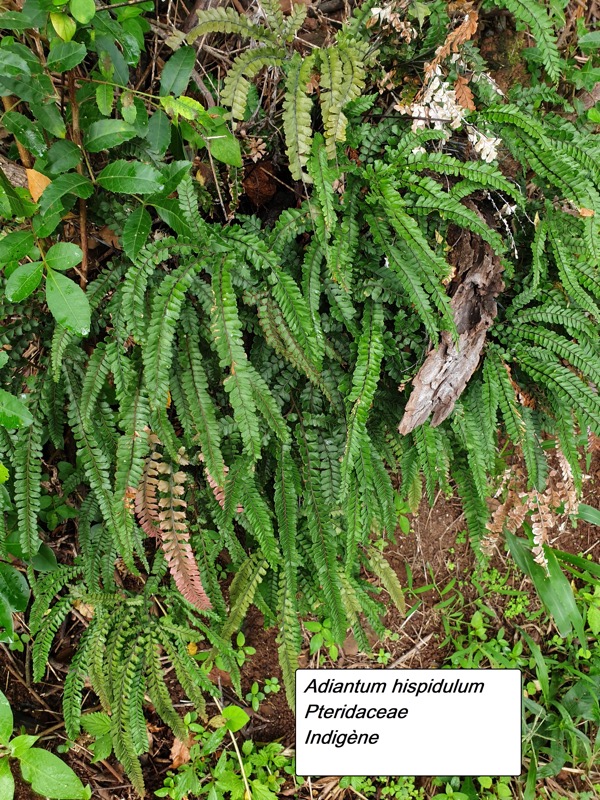 13- Adiantum hispidulum.jpg