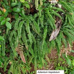 13- Adiantum hispidulum.jpg