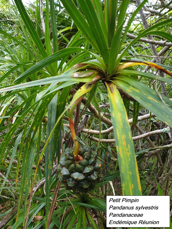 18- Pandanus sylvestris.jpg