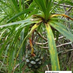 18- Pandanus sylvestris.jpg