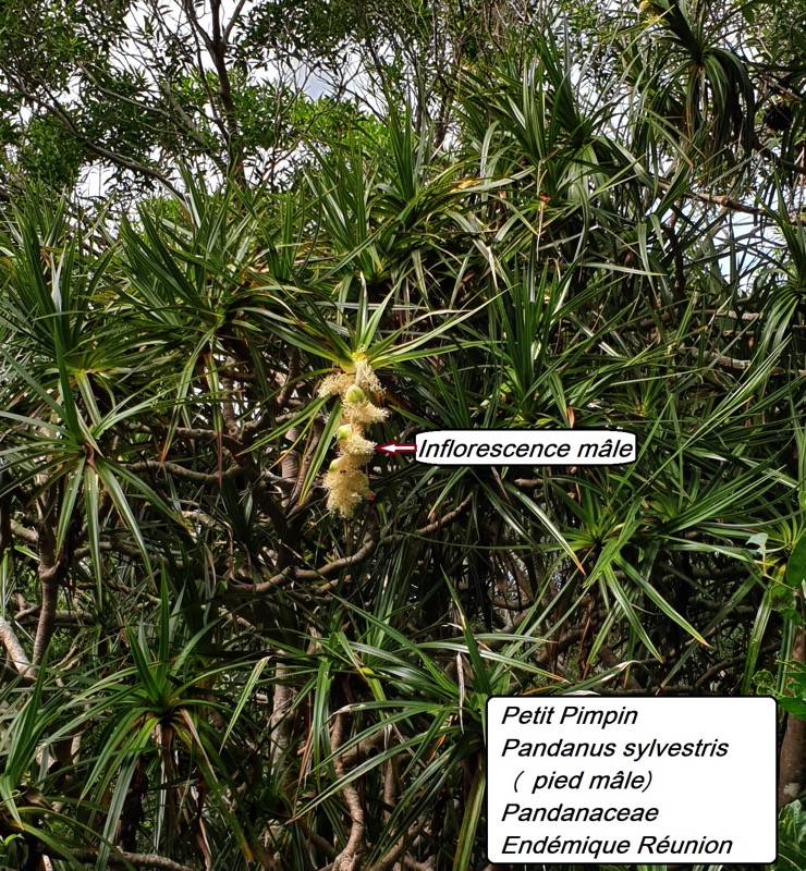 30- Pandanus sylvestris.jpg