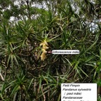 30- Pandanus sylvestris.jpg