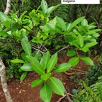 49- Ficus reflexa.jpg