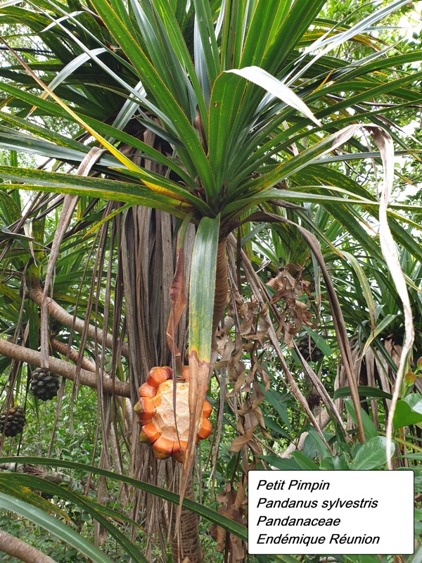 51- Pandanus sylvestris (2).jpg