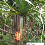 51- Pandanus sylvestris (2).jpg