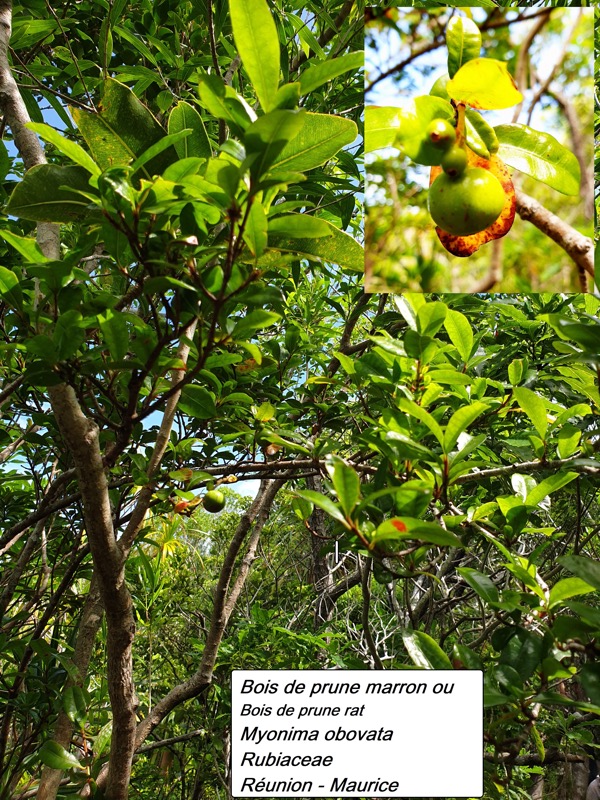 71- Bois de prune marron (2).jpg