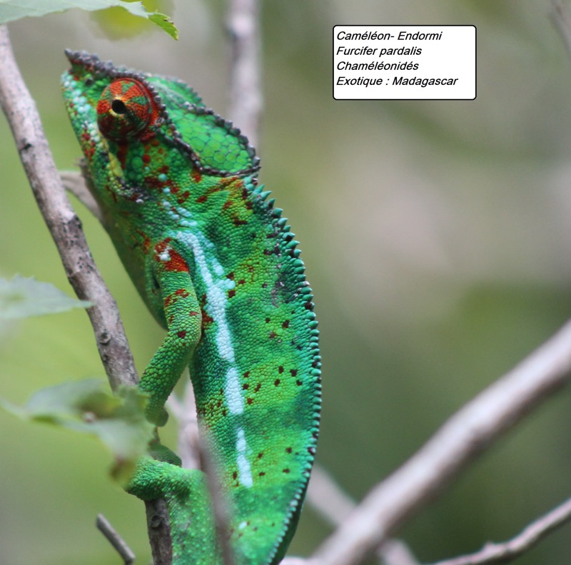 84-1-Caméléon- Endormi.JPG