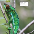 84-1-Caméléon- Endormi.JPG