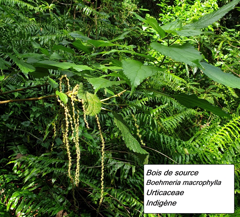 97- Boehmeria macrophylla (2).jpg