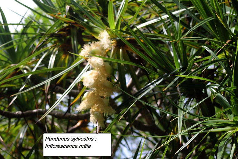 107- Pandanus sylvestris- Inflorescence mâle.JPG