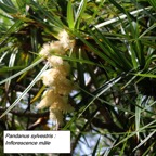 107- Pandanus sylvestris- Inflorescence mâle.JPG