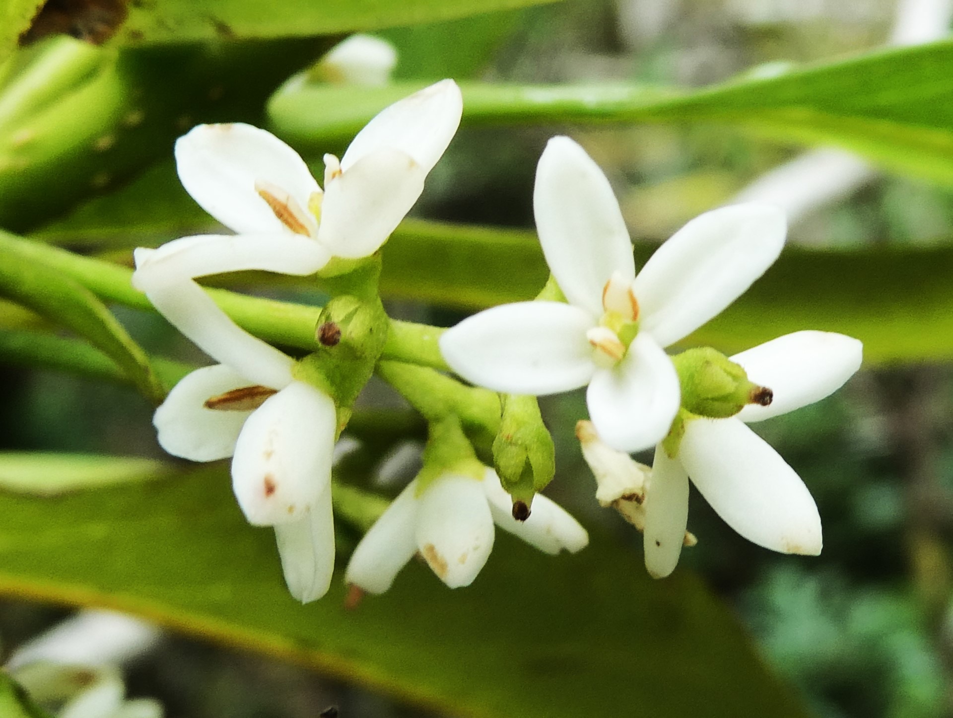 Noronhia broomeana Bois de coeur bleu  Oleaceae Endémique La Réunion (6).JPG