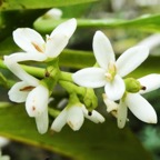 Noronhia broomeana Bois de coeur bleu  Oleaceae Endémique La Réunion (6).JPG