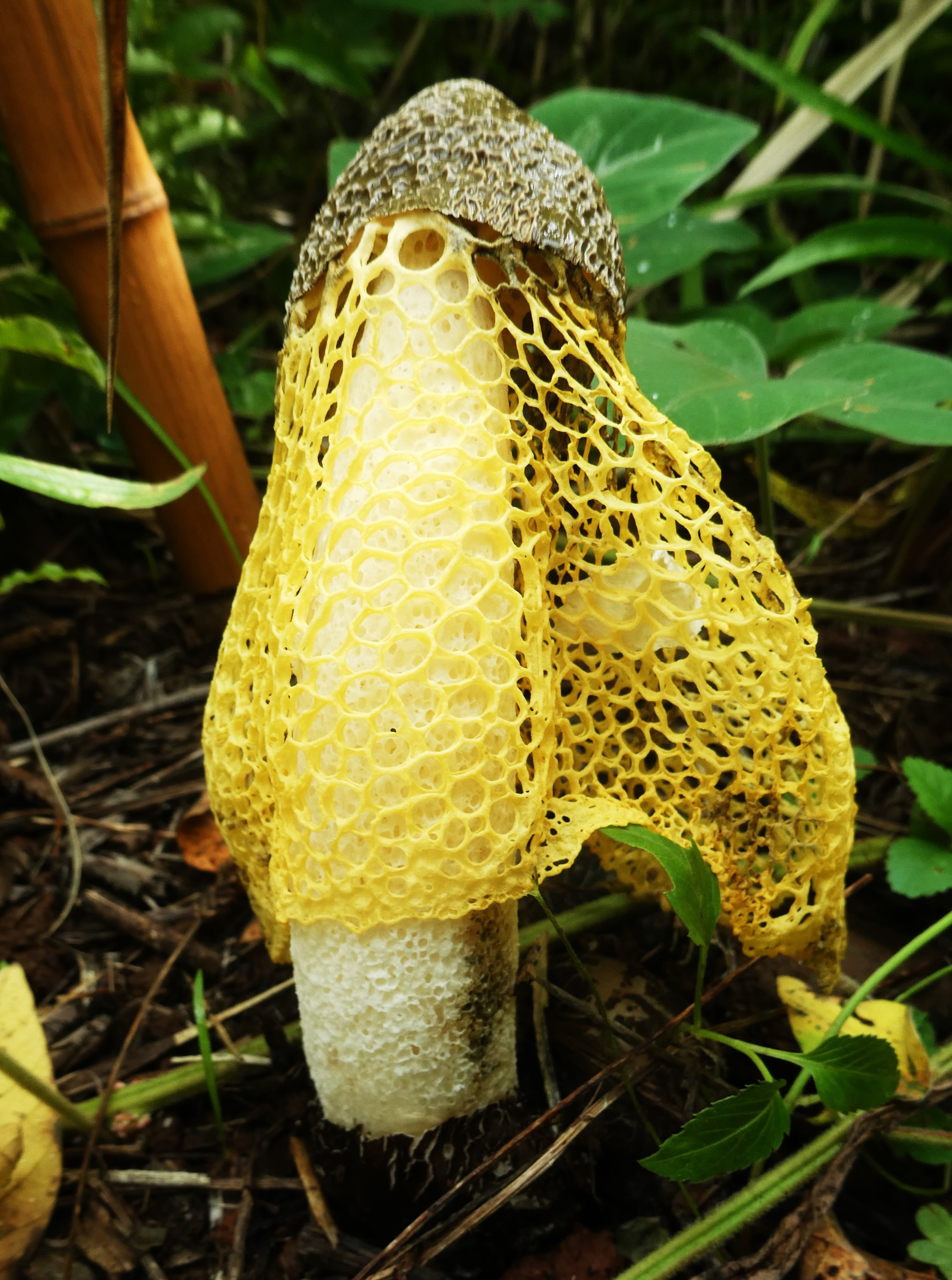 Phallus luteus (1).JPG