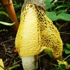 Phallus luteus (1).JPG