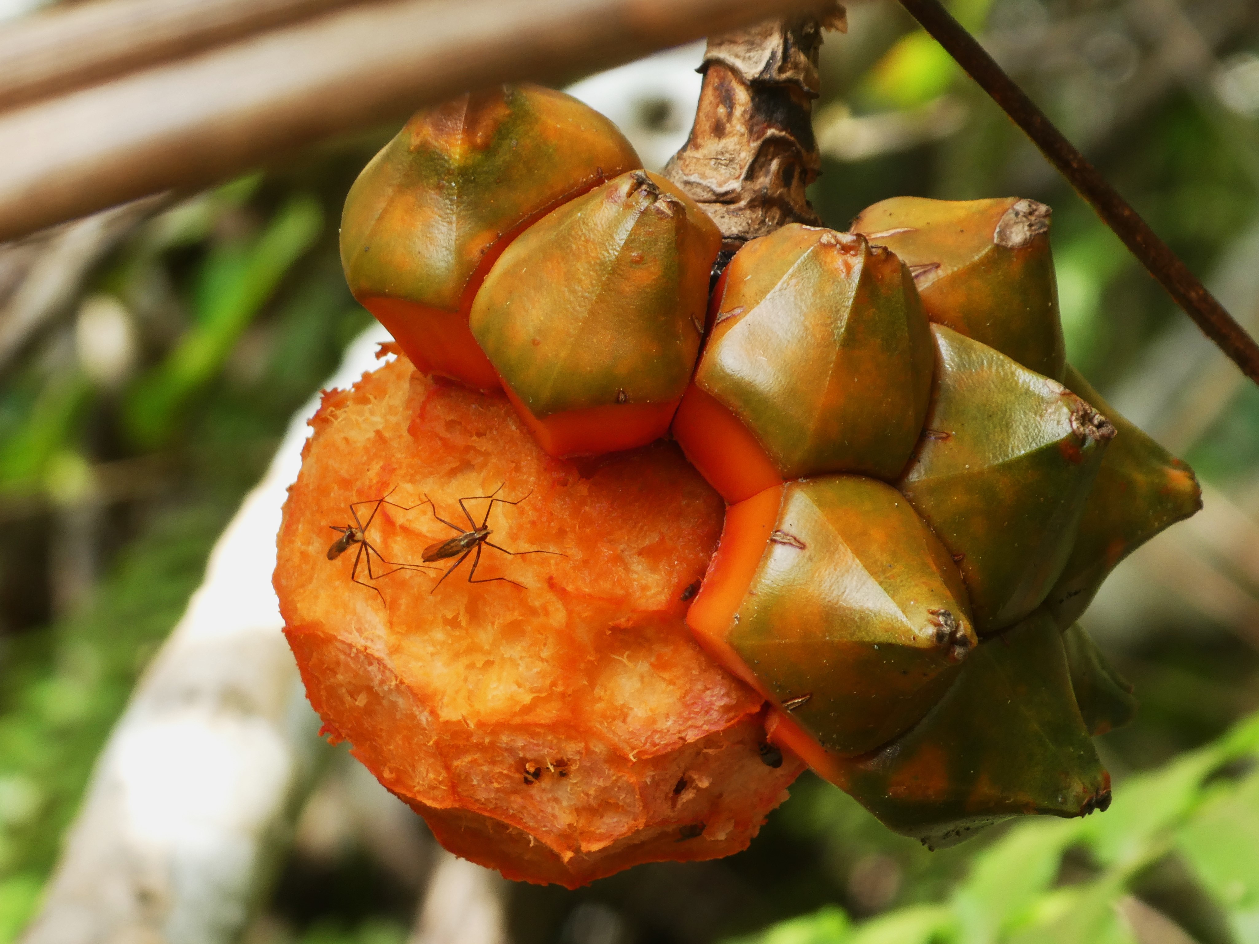 Telostylinus lineolatus sur Pandanus sylvestris (2).JPG