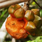 Telostylinus lineolatus sur Pandanus sylvestris (2).JPG