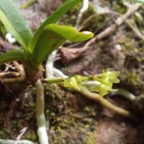 Angraecum patens - EPIDENDROIDEAE - Endemique Reunion - 20230411_120029.jpg